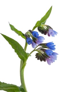 Comfrey flowers