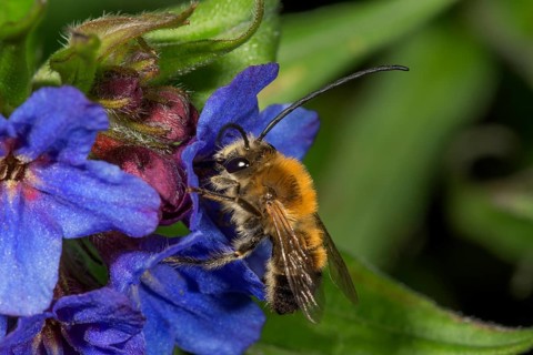 Long-horned bee