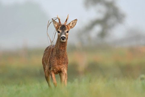 European roe deer