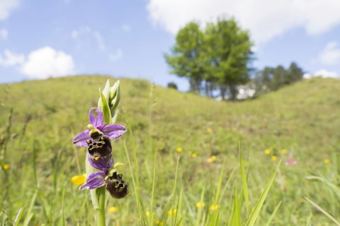 Late spider-orchid