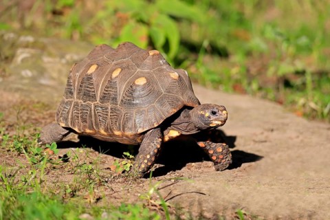 Red-footed tortoise