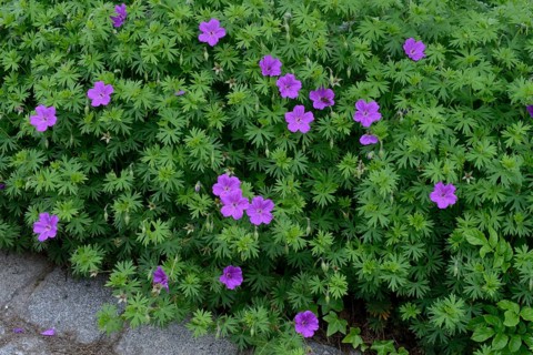 Geranium Tiny Monster