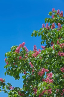Red flowers of the horse chestnut