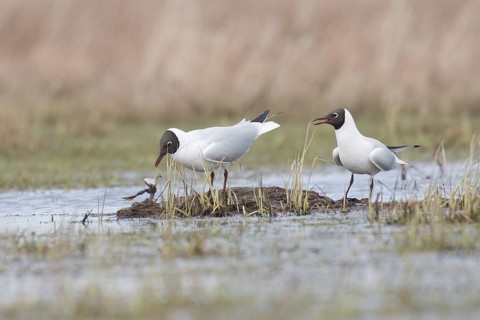 Black-headed gull