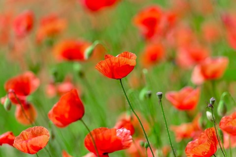 Poppies