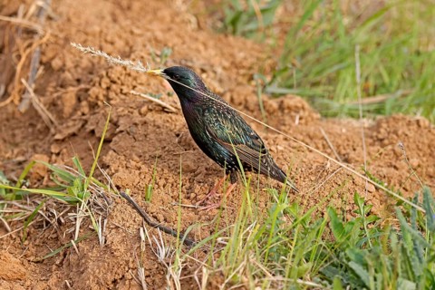 Starling