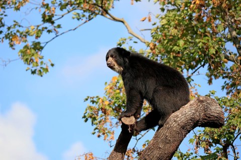 Spectacled bear