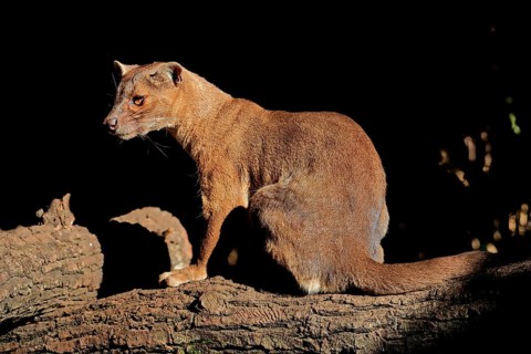 Fossa