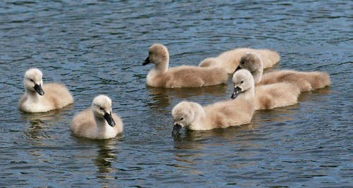 Mute swans