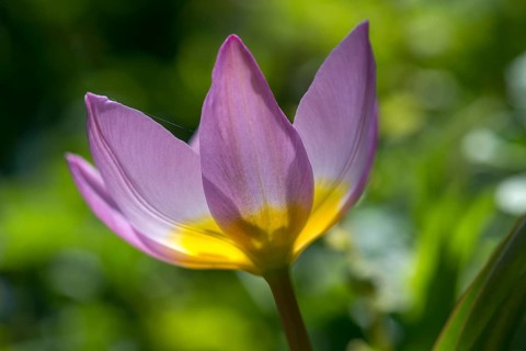 Wild tulip