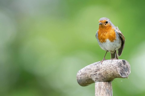 European robin