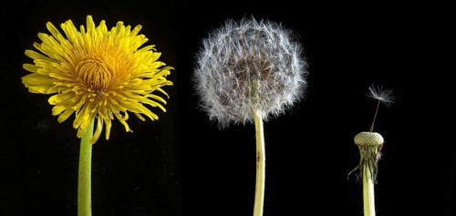 Flower and seedhead of common dandelion