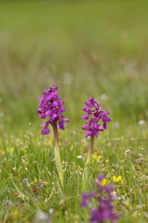 Green-winged orchid