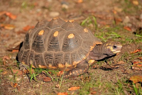Red-footed tortoise