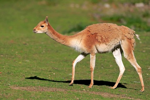 Vicuna