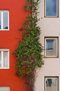 Lonicera acuminata