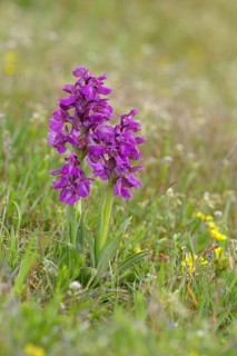 Green-winged orchid