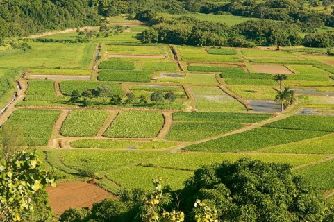 Hanalei valley and taro fields on kauai