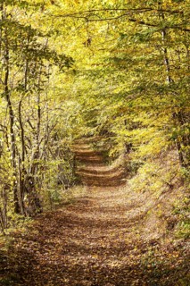 Path surrounded by yellow autumn leaves