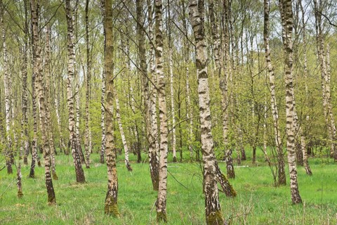 Birch forest