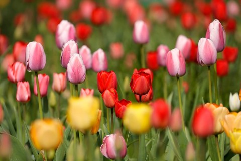 Tulips bloom