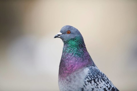 Feral pigeons
