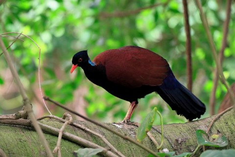 Pheasant pigeon