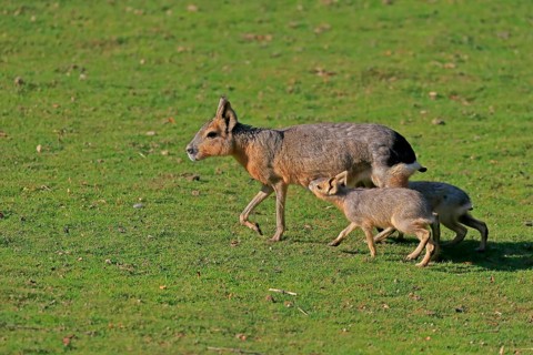 Patagonian Mara