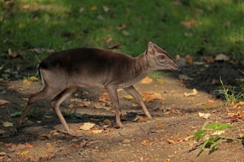 Congo blue duiker