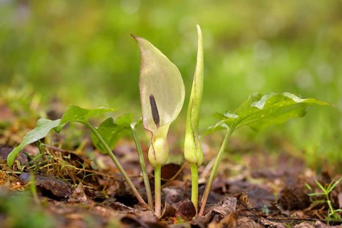 Arum