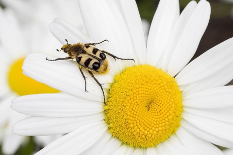 Bee beetle