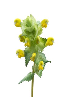 Flowers of