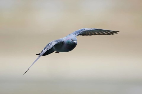 Feral pigeons