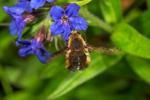 Spotted woolly hawk moth