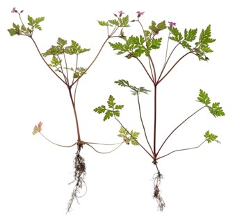 Ruprechtskraut or Stinking Cranesbill