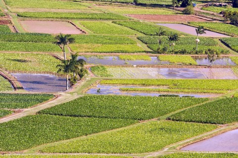 Hanalei valley and taro fields on kauai