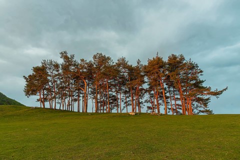 Pine grove early in the morning