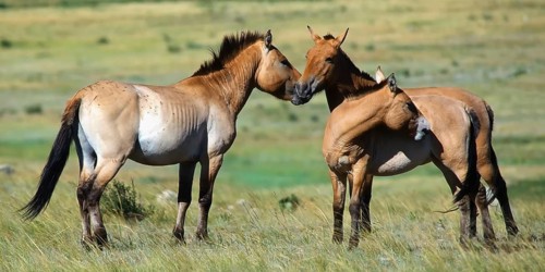 Przewalski wild horses