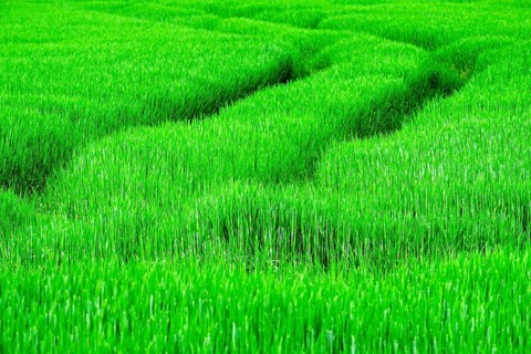 Tracks in grain field near Bad Koesen