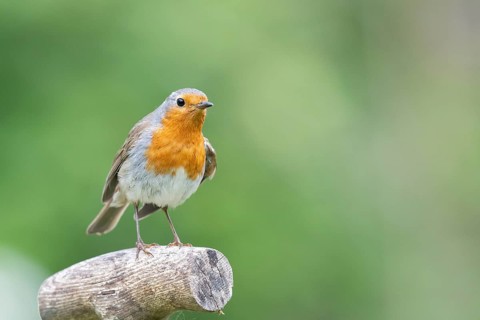 European robin