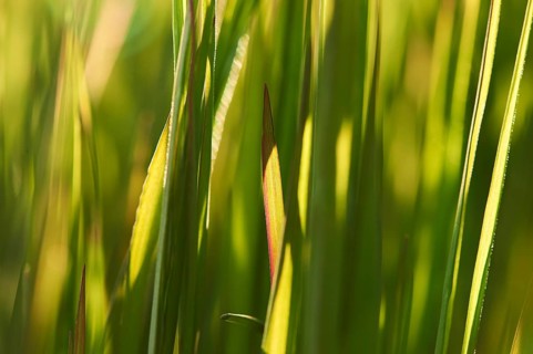 Blade of grass