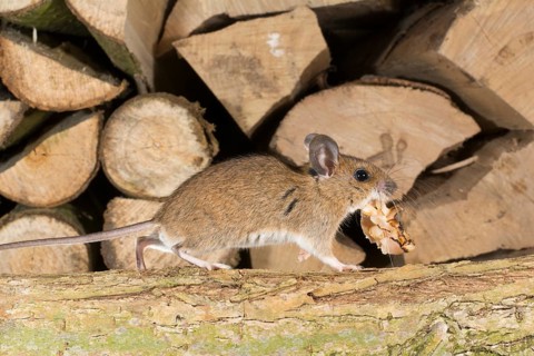 Yellow-necked mouse