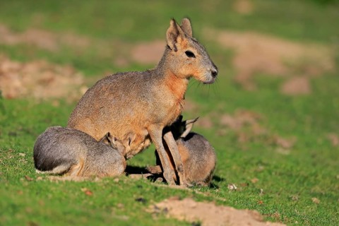 Patagonian Mara