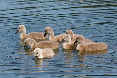 Mute swans