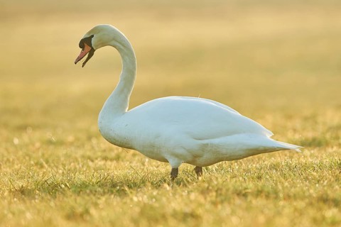 Mute swan