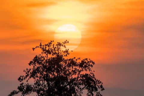Starlings