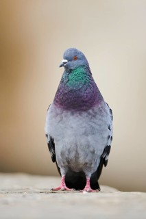 Feral pigeons
