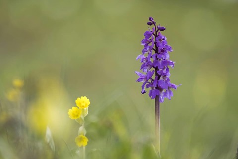 Man's orchid