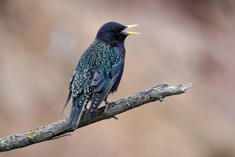 Starling