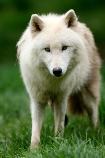 Polar wolf